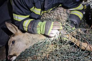 Strażacy ruszyli na ratunek dwóm sarenkom. Były uwięzione w kanale ciepłowniczym 