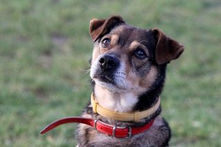 Zwierzęta ze schroniska na Paluchu