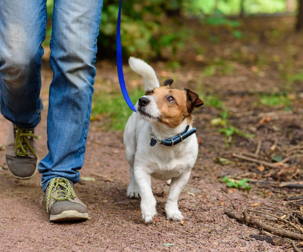 Pies rasy Jack Russell Terrier na niebieskiej smyczy idący obok nóg właściciela w dżinsach i sportowych butach po leśnej ścieżce. Grafika ilustruje temat wspólnych pochówków ludzi i zwierząt, o których można przeczytać na portalu Poradnik Zdrowie.