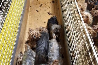 W Bydgoszczy odkryto pseudohodowlę yorków. To, co zobaczyłam, odebrało mi mowę