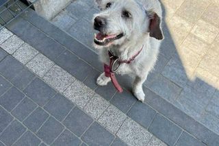  „Brudny i zaniedbany”. Kto przywiązał psa do drzewa? Policja pilnie szuka sprawcy