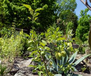 Miniarboretum powstało w Bytomiu. Miasto zaprasza uczniów i przedszkolaków