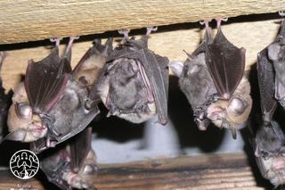 Polskie Towarzystwo Przyjaciół Przyrody pro Natura zaprasza do Krainy Podkowca