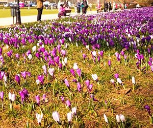 Krokusy na Jasnych Błoniach