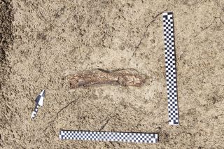 Szczątki mamuta odnalezione na budowie S17 w woj. lubelskim