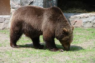Niedźwiedzica Jola z białostockiego Akcent ZOO nie żyje