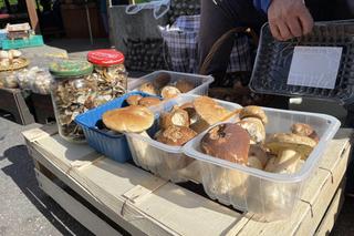 Wysyp grzybów w sądeckich lasach 