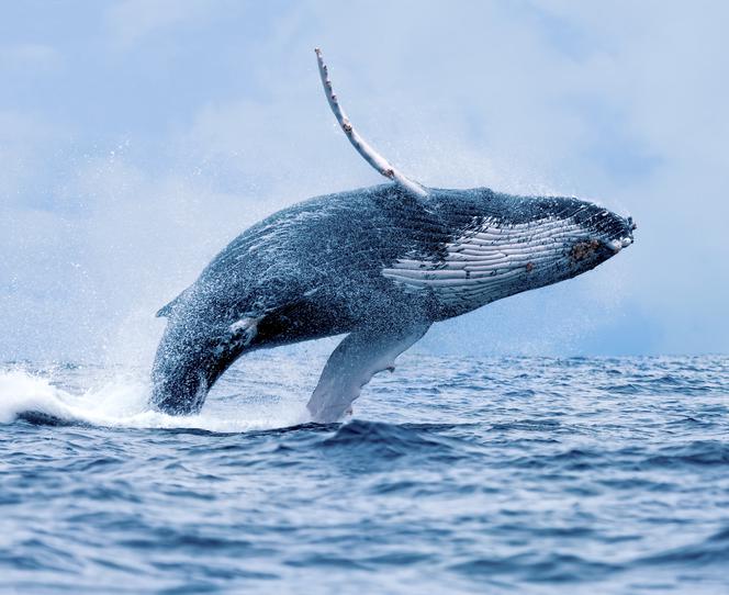 Wieloryb na Westerplatte