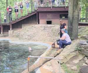 Pokazowe karmienie w myślęcińskim zoo to prawdziwy hit! Sprawdziliśmy to na miejscu