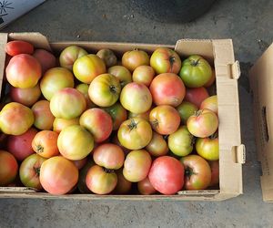 Samozbiory pomidorów na plantacji w Niewirkowie cieszą się powodzeniem