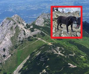 Pies na gigancie uciekł właścicielom i samotnie wyruszył w Tatry. Dotarł aż na Przełęcz Kondracką