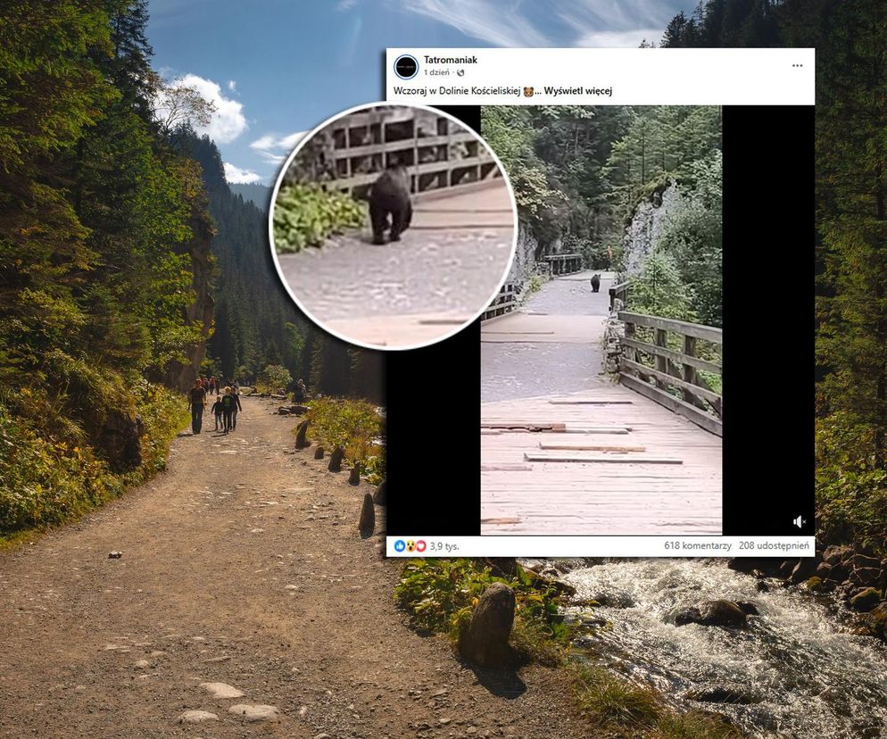 Niedźwiedź w Tatrach