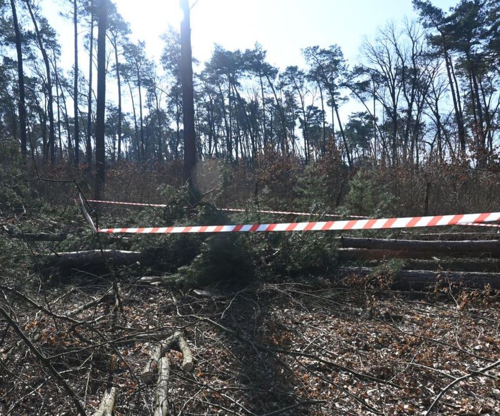 Lubelskie. Tragedia podczas wycinki drzew. Pień przygniótł mężczyznę