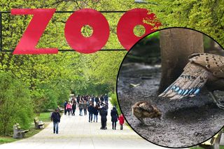 Dla tego pisklęcia zamknięto halę w Warszawskim ZOO. Dopiero co się wykluło