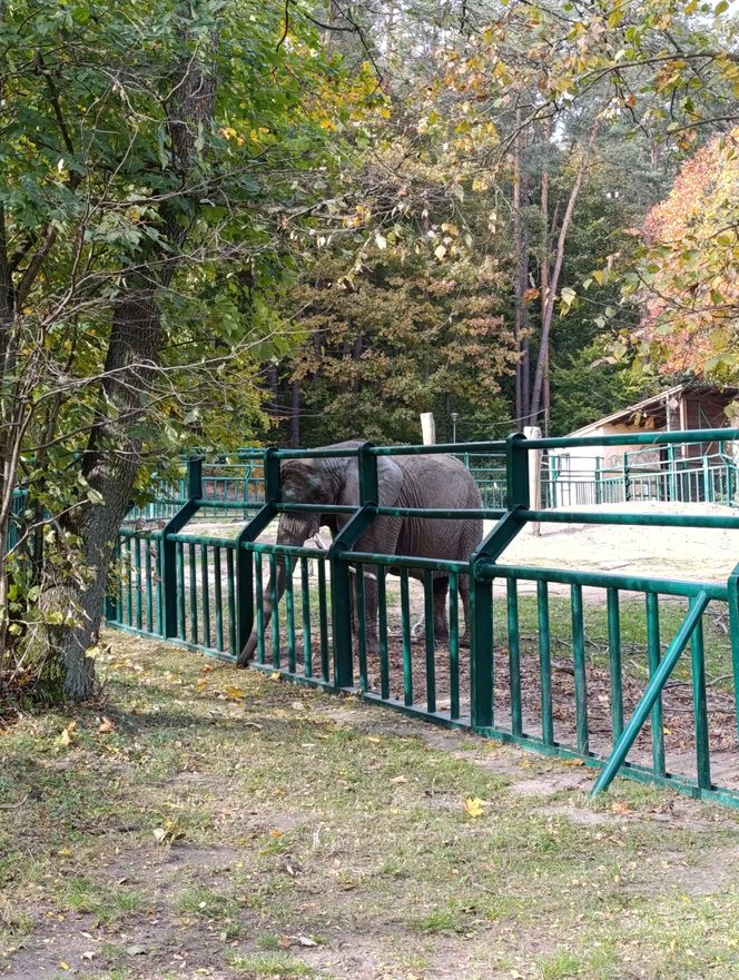 Gdański Ogród Zoologiczny jesienią