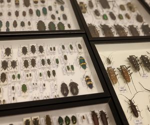 I Międzynarodowy Dzień Wymiany Owadów i Targi Entomologiczne w Bytomiu