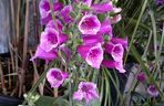Naparstnica purpurowa