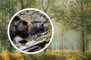 Niedźwiedzia mama z małymi. Niezwykłe nagranie leśnika z Bieszczadów