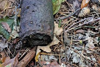 Pociski i granaty zamiast grzybów. Saperzy interweniowali podczas grzybobrania