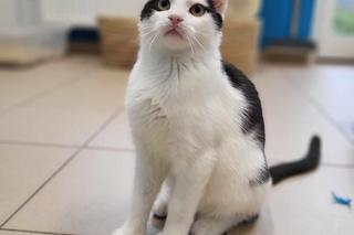 Kot Zipper w COZ w Grudziądzu