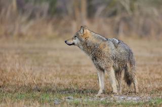 Nadleśniczy uchwycił przepięknego wilka w wielkopolskich lasach