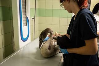 Łabędź połknął haczyk wędkarski [GALERIA]