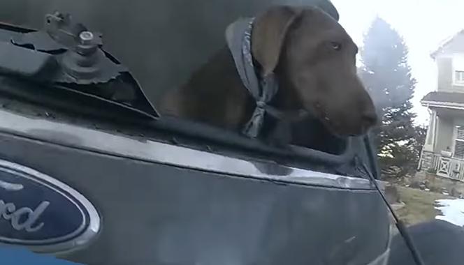 Akcja ratowania psa z płonącego pojazdu