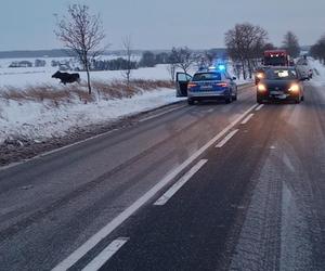 Połęcze. Łoś stał na drodze i lizał sól. Nie można było go przepędzić z jezdni [ZDJĘCIA]