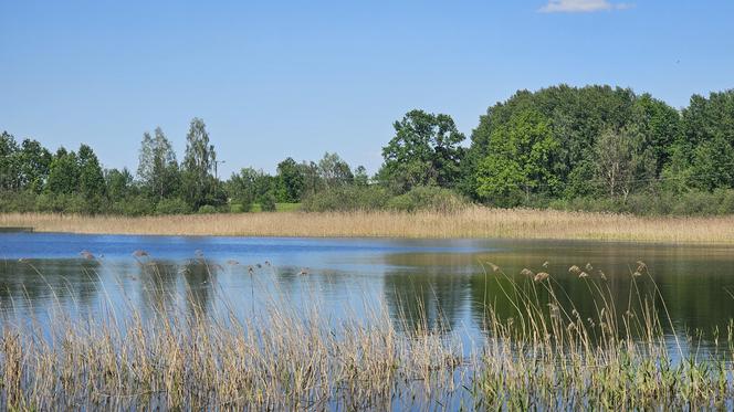 Było, zniknęło i... powróciło. Zobacz magiczne jezioro Track na obrzeżach Olsztyna [ZDJĘCIA]