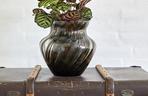 Kalatea Makoya (Calathea makoyana)