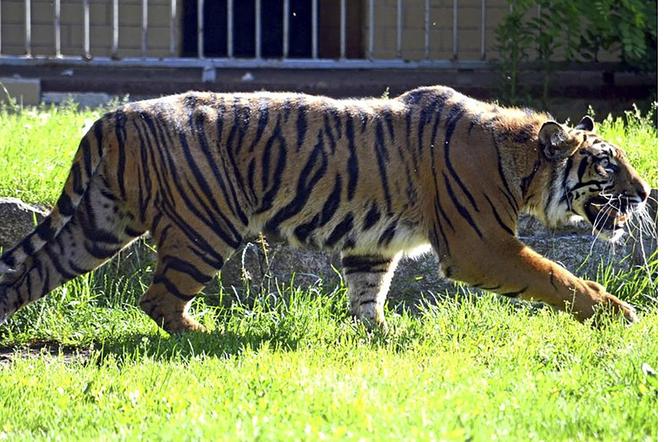 Tygrys rozszarpał swojego opiekuna. Wstrząsające okoliczności koszmaru w zoo 