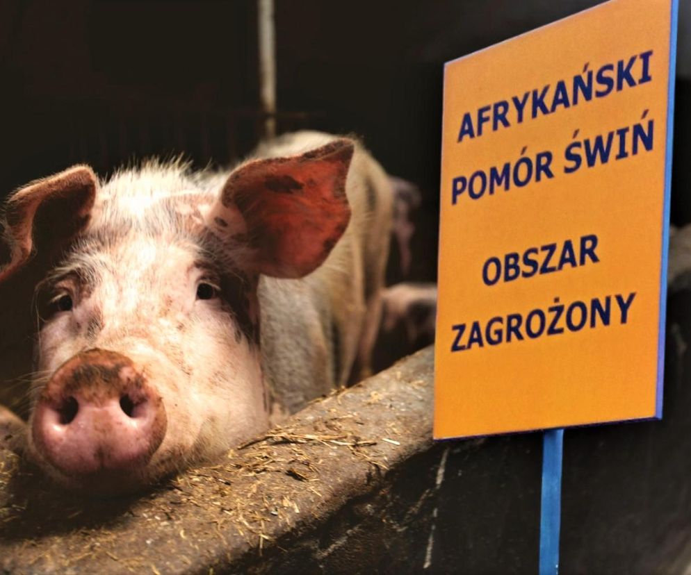 Muszą wybić ponad 7,5 tysiąca świń. W Zachodniopomorskiem wykryto ognisko ASF