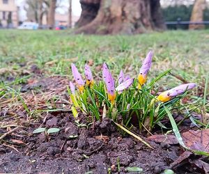 Pierwsze krokusy na Jasnych Błoniach