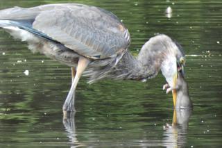 Czapla zabija i pożera szczura. Ten film to hit 