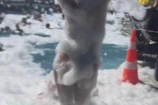 Dorota Gardias wije się w pianie, ubrana w skąpe bikini