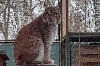 W bydgoskim zoo powstaje wybieg dla rysiów. Oby spodobał im się tak, że zechcą tam powiększyć rodzinę