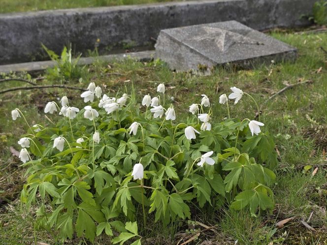  Cmentarz Armii Radzieckiej