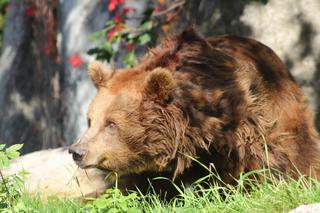 Pomóż niedźwiedziom z warszawskiego zoo! Wspólnie stwórzmy dla nich nowy, godny wybieg!