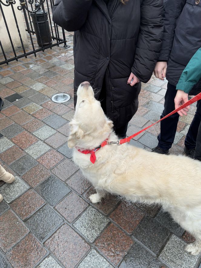 Golden Retriever WOŚP w Poznaniu