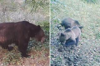 Wielkie żarcie w Bieszczadach. Niedźwiedzie pałaszują sady 