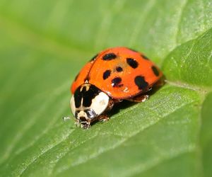Biedronka azjatycka - objawy ugryzienia i zwalczanie. Jak się jej pozbyć?