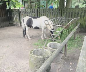 Zaglądamy do mieszkańców bydgoskiego ZOO. Kto mieszka w sercu Myślęcinka?