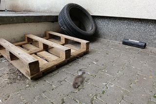  Żyją w symbiozie z gołębiami i kotami. Agresywne gryzonie opanowały blok w Warszawie