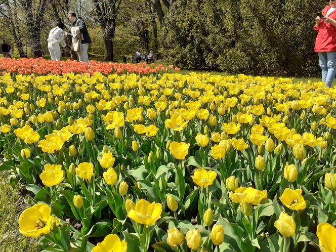 Tulipany w łódzkim botaniku