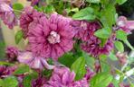 Powojnik 'Purpurea Plena Elegans'