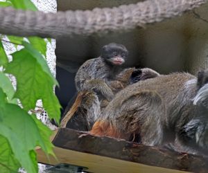 Tamaryna cesarska przyszła na świat w gdańskim zoo