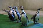 Chorzów: Otwarcie zoo i OGROMNA kolejka! Każdy chce zobaczyć pingwiny