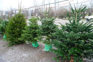 Ceny choinek w Białymstoku. Ile zapłacimy za drzewko w Podlaskiem?