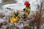 strażacy ratowali sarnę, która wpadła do rzeki