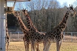 Żyrafy z poznańskiego zoo poczuły wiosnę